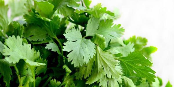 طریقه کاشت جعفری در گلدان طریقه کاشت جعفری در گلدان
