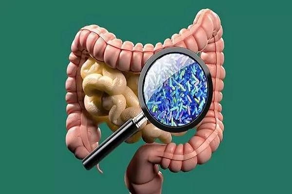 بهبود سلامت روده موجب افزایش طول عمر می شود بهبود سلامت روده موجب افزایش طول عمر می گردد