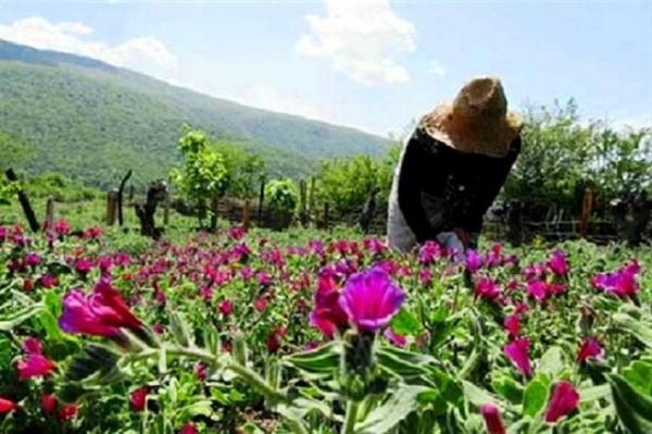 27 هزار طرح روستایی تا پایان امسال به بهره برداری خواهند 27 هزار طرح روستایی تا سرانجام سال جاری به بهره برداری خواهند رسید