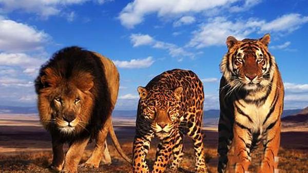 حیوانات وحشی قبل از بلوغ چه شکلی دارند؟ حیوانات وحشی قبل از بلوغ چه شکلی دارند؟