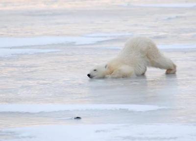 مهاجرت خرس های قطبی را به صورت زنده دیدن کنید