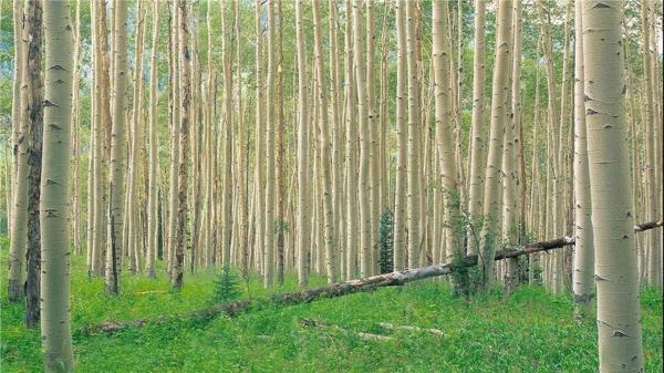 آغاز زراعت چوب در زمین های کم بازده و شور نوار شمالی گلستان شروع زراعت چوب در زمین های کم بازده و شور نوار شمالی گلستان
