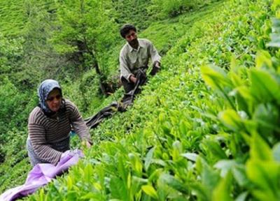ابلاغ مصوبه اصلاح قیمت خرید تضمینی برگ سبز چای