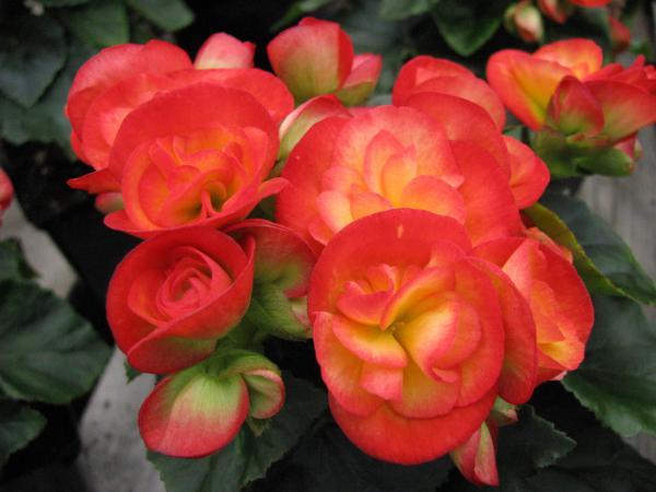 گیاهی که در زمستان گل می دهد!